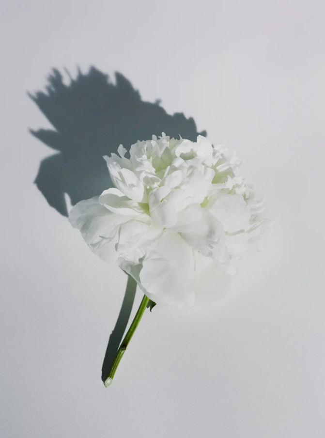 White vetiver