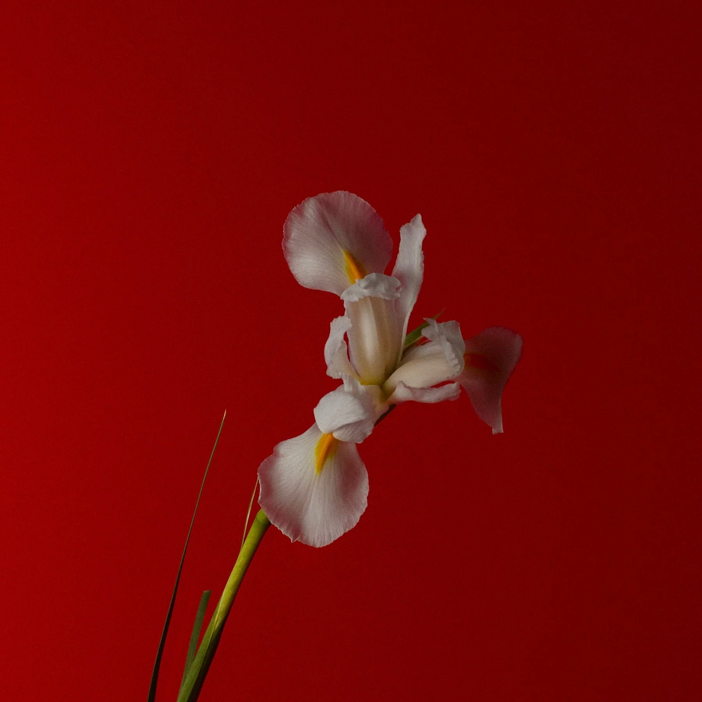Pink Iris