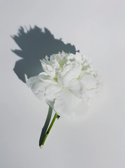 White vetiver