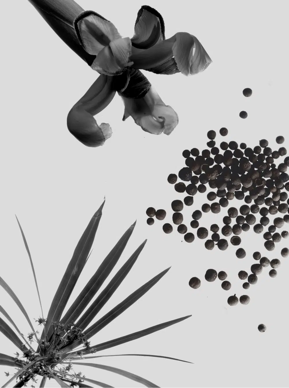 Perfume Sculptor - Genyum